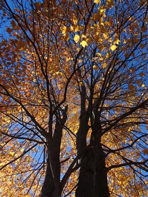 Brookside Park - trees with fall leaves with sunlight coming through